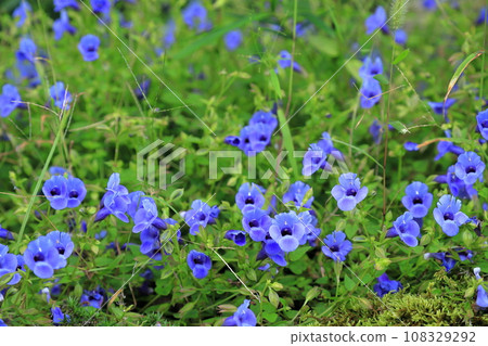 Small flowers 108329292