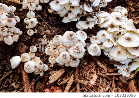 In an autumn forest there is large group of mushrooms growing on tree sawdust called Pholiota aurivella. In an autumn forest there is large group of mushrooms growing on tree sawdust called Pholiota aurivella. 108329380