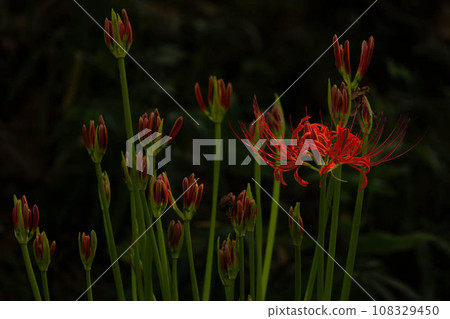 A cluster amaryllis A cluster amaryllis 108329450