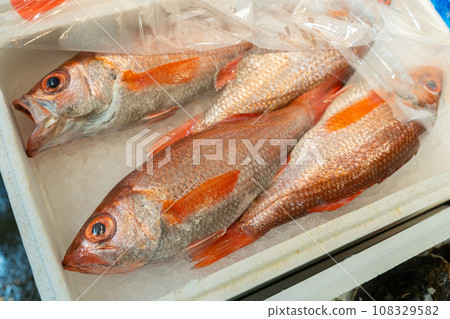 黑喉黑喉魚、紅喉黑喉魚、紅喉魚、魚 108329582