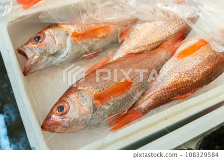 黑喉黑喉魚、紅喉黑喉魚、紅喉魚、魚 108329584