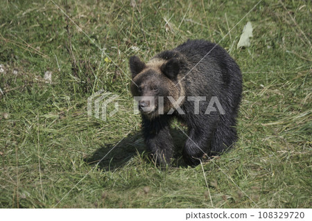 Brown bear playing in the grass Brown bear playing in the grass 108329720