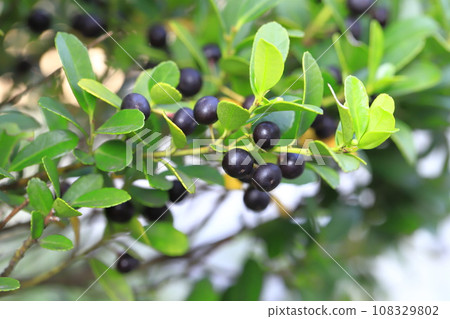 狗黃楊木與黑色漿果 108329802