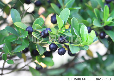 Dog boxwood with black berries 108329804