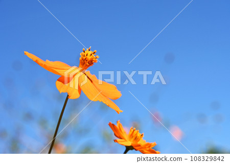 Kibana cosmos (yellow flowers fall cherry blossoms) Kibana cosmos (yellow flowers fall cherry blossoms) 108329842