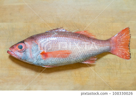 black-throated blackthroat, red-throated blackthroat, red-throated fish, fish 108330026