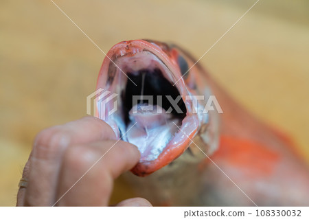 black-throated blackthroat, red-throated blackthroat, red-throated fish, fish black-throated blackthroat, red-throated blackthroat, red-throated fish, fish 108330032