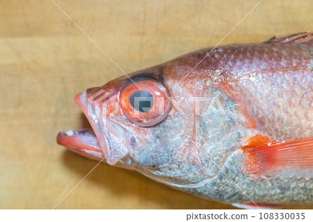 black-throated blackthroat, red-throated blackthroat, red-throated fish, fish 108330035