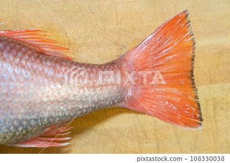 black-throated blackthroat, red-throated blackthroat, red-throated fish, fish black-throated blackthroat, red-throated blackthroat, red-throated fish, fish 108330038