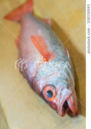 black-throated blackthroat, red-throated blackthroat, red-throated fish, fish 108330043