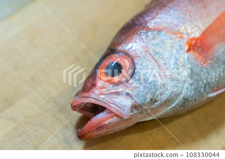 black-throated blackthroat, red-throated blackthroat, red-throated fish, fish black-throated blackthroat, red-throated blackthroat, red-throated fish, fish 108330044