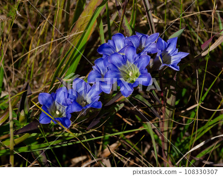 Wetland-type gentian, clump of gentian Wetland-type gentian, clump of gentian 108330307