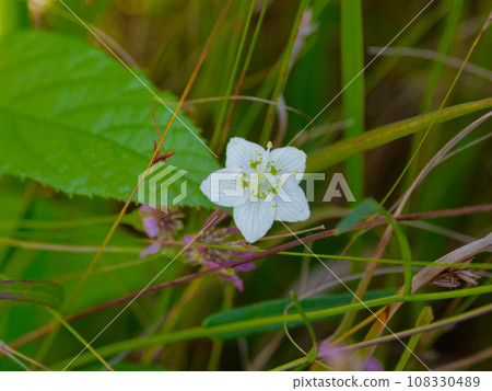 陶瓷科植物的美麗花朵 陶瓷科植物的美麗花朵 108330489