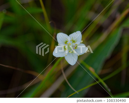 陶瓷科植物的美麗花朵 108330490