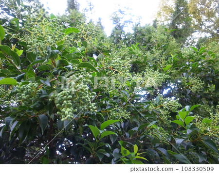 Rat spirit 108330509