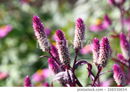 Nogeitou (field chicken head) 108330654