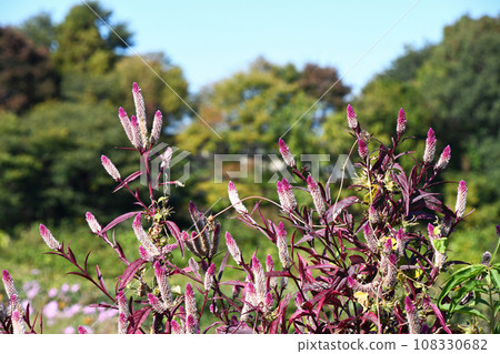 Nogeitou (field chicken head) 108330682