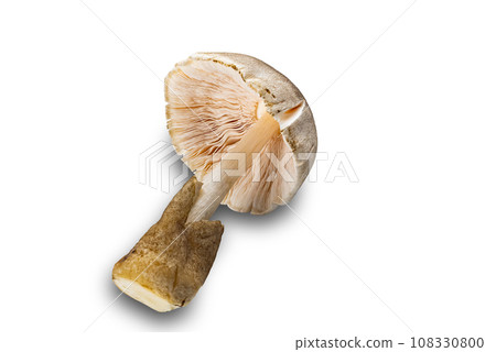 View of fresh single straw mushroom isolated on white background. 108330800