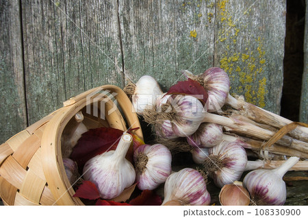 Freshly harvested garlic bulbs spilling from basket 108330900