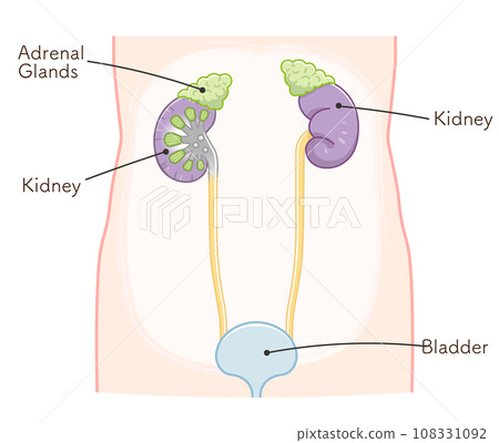 kidney, kidney, ureter, bladder, bladder, illustration, illustration 108331092