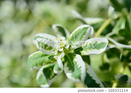 Affiliation Affiliation 108331114