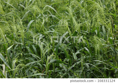 Natural plants: cotton millet, soft grass throughout. Fluffy inflorescences are starting to appear 108331124