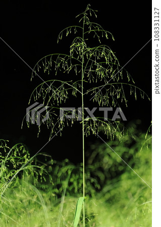 Natural plant Nuca millet, inflorescences develop from the stems and spikelets are sparsely attached at the tip. 108331127