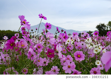 Landscape with cosmos flower Landscape with cosmos flower 108331211