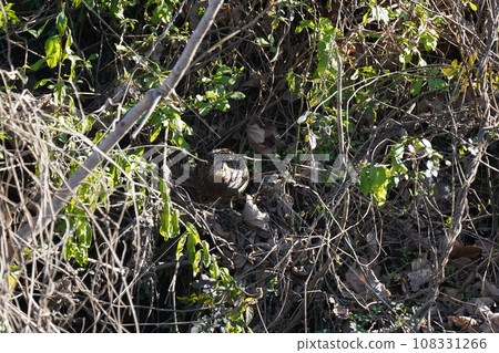 Female wolf Female wolf 108331266