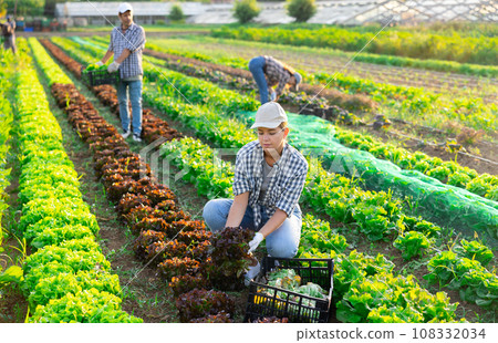 Girl works on plantation cuts bunches of purple salad and puts them in box for transportation 108332034