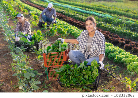 Woman collects crop of chard along with other workers on field 108332062