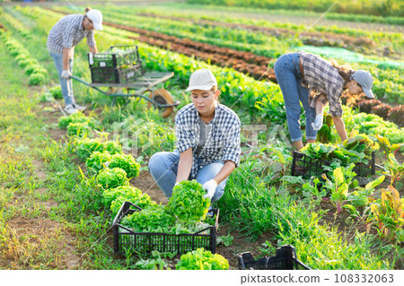 Female worker carries plastic box with harvest of lettuce salad 108332063