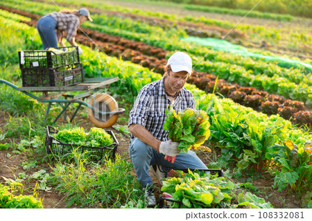 Adult man harvesting chard in field 108332081