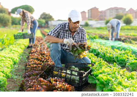 Adult man harvesting lettuce in field Adult man harvesting lettuce in field 108332241