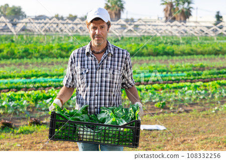 Woman collects crop of chard along with other workers on field 108332256