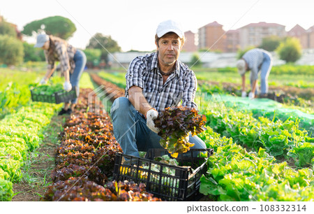 Male seasonal worker harvesting red lettuce cultivar at farm plantation on day Male seasonal worker harvesting red lettuce cultivar at farm plantation on day 108332314