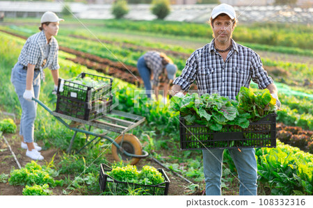 Man works on garden bed, cuts bunches of salad Krautstiel and puts them in box for transportation Man works on garden bed, cuts bunches of salad Krautstiel and puts them in box for transportation 108332316