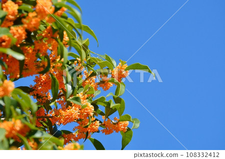 Osmanthus flower 108332412