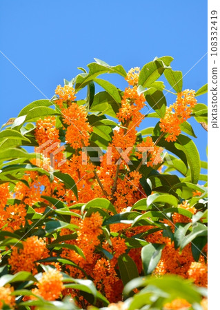 Osmanthus flower 108332419