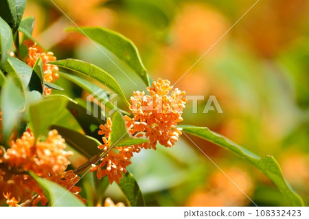 Kinmokusei花 108332423