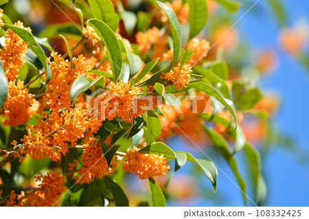 Osmanthus flower 108332425