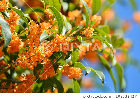 Kinmokusei花 108332427