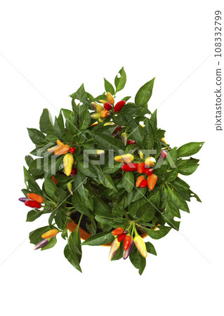 Bush of indoor decorative paper on a white background, top view 108332799