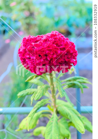 Crimson cane 108332919