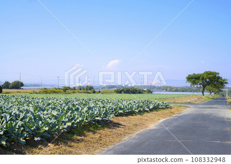 愛知縣豐橋市的高麗菜田 108332948