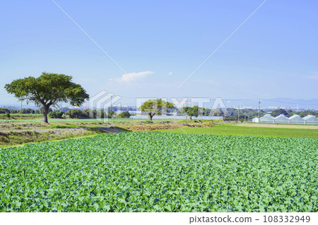 愛知縣豐橋市的高麗菜田 108332949