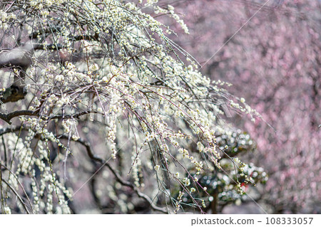 白梅、紅梅、白色、花、春天、梅花園、粉紅色、晴朗的天空、晴朗的天空、柔和的色彩、 108333057