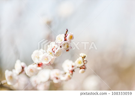 Close up of white plum Close up of white plum 108333059