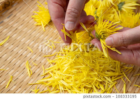 Pick edible chrysanthemums 108333195