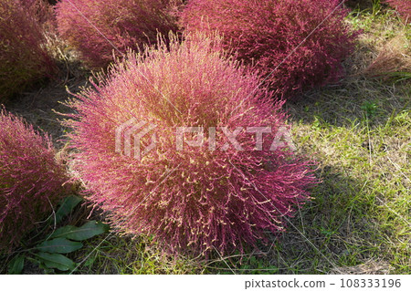 Autumn leaves Kokia 108333196